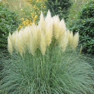 Cortaderia