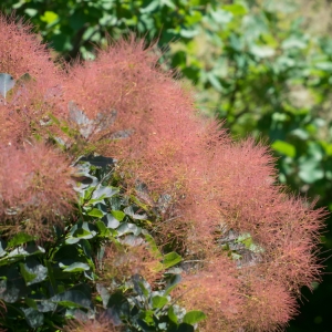 Cotinus