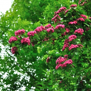 Crataegus