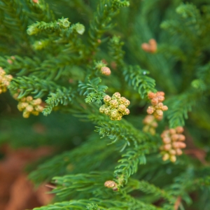 Cryptomeria