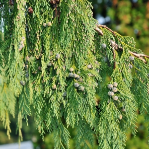 Cupressus