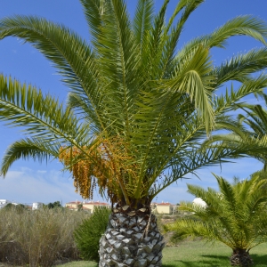 Cycas