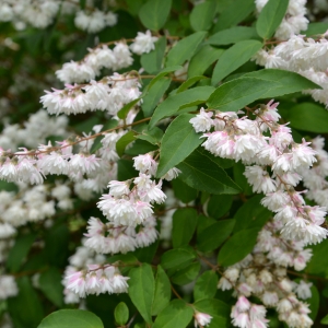 Deutzia