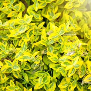 Euonymus