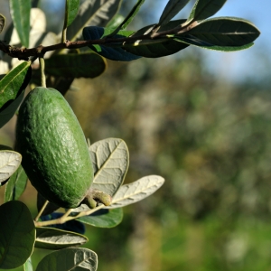 Feijoa