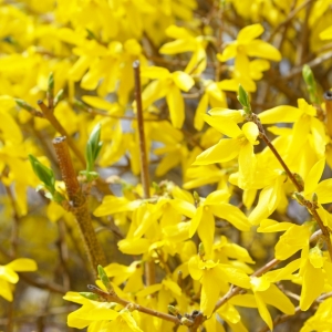 Forsythia