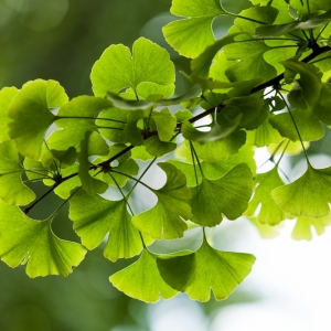 Ginkgo