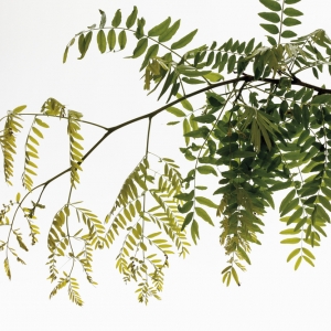 Gleditsia