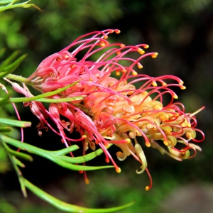 Grevillea