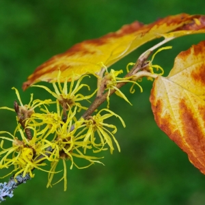 Hamamelis