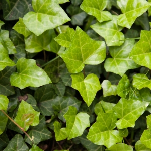 Hedera