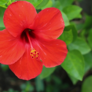 Hibiscus