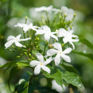 Jasminum