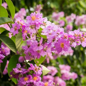 Lagerstroemia