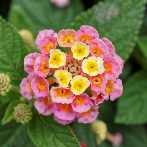 Lantana