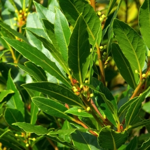 Laurus