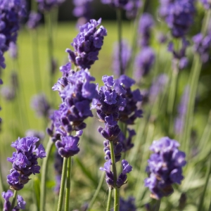 Lavandula