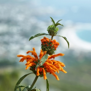 Leonotis