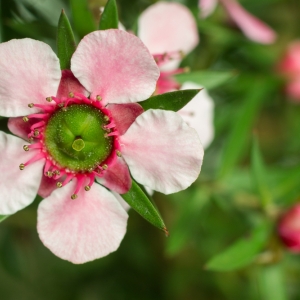 Leptospermum