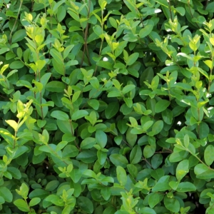 Ligustrum