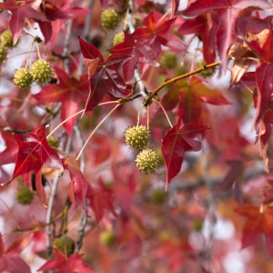 Liquidambar