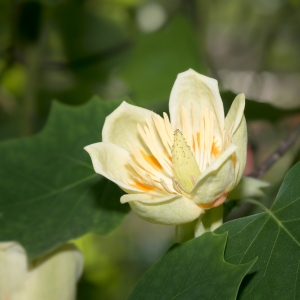 Liriodendron