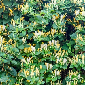 Lonicera