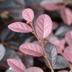 Loropetalum