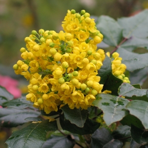 Mahonia