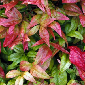 Nandina