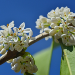 Osmanthus