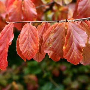 Parrotia