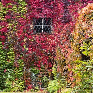 Parthenocissus