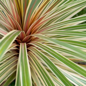 Phormium