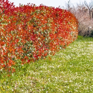 Photinia