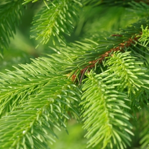 Picea