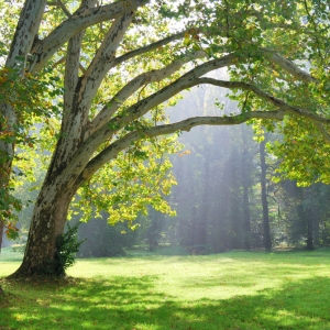 Platanus