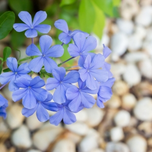 Plumbago