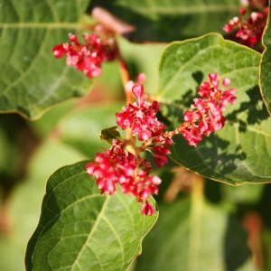 Polygonum