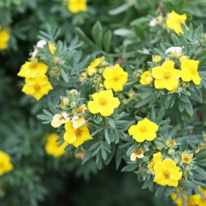 Potentilla