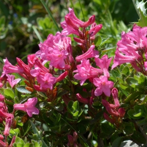 Rhododendron