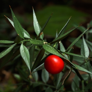 Ruscus