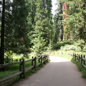 Sequoiadendron