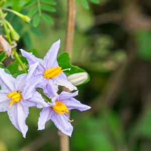 Solanum