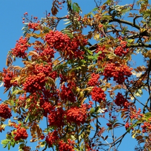 Sorbus