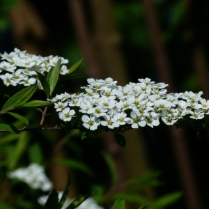 Spiraea