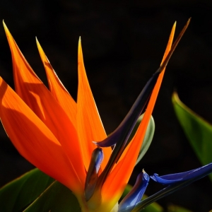 Strelitzia