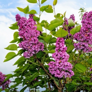 Syringa