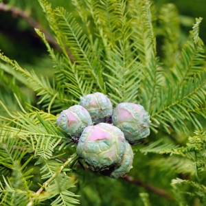 Taxodium