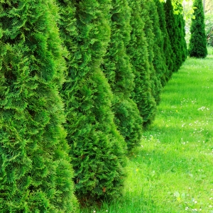 Thuja